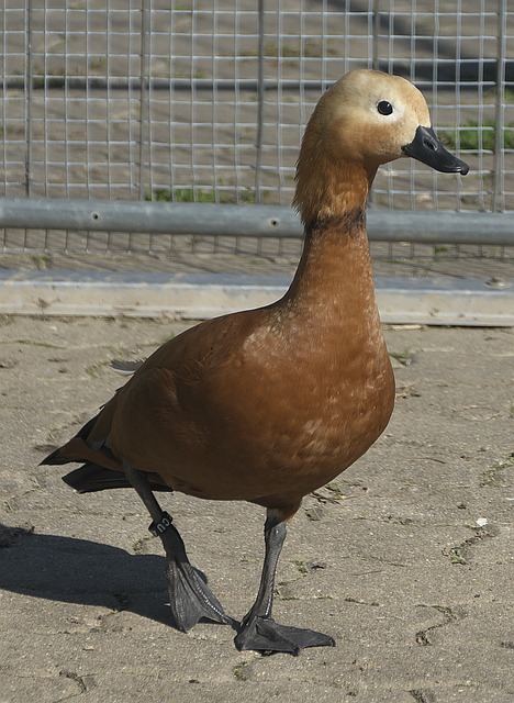 对于町田泽